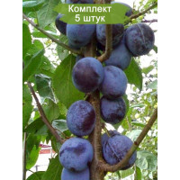 Комплект 5шт  / Колоновидная Слива Блю Свит (Ранняя/Фиолетовая)