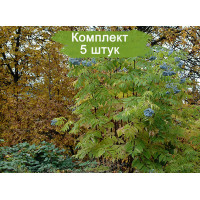 Комплект 5шт  / Бузина голубая Блю Берри